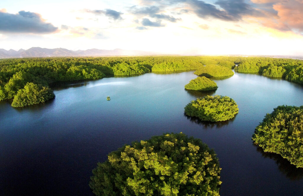 Caroni Swamp 2 scaled 1